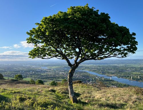 Did I Accidentally Find Scotland’s Tree of the Year?
